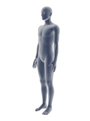 3D male