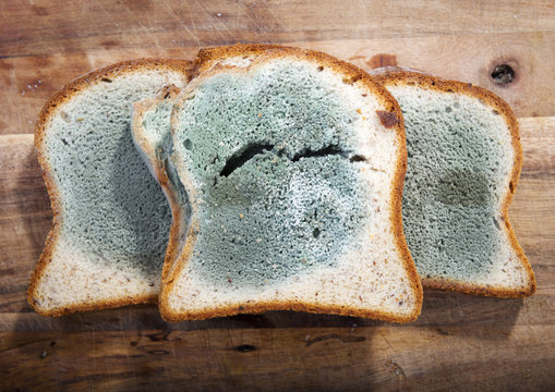 Photograph, Bread mold fungus