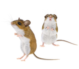 Deer Mice - Peromyscus Mouse - Powered by Adobe