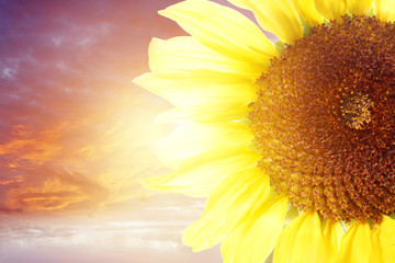 Obraz premium Sunflower and sunlight