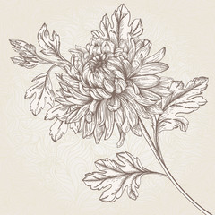 Flower chrysanthemum.