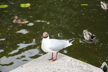 Birds flight in Petergof's Canal
