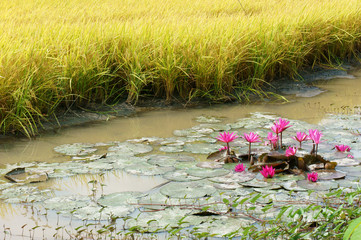 Mekong Delta travel, rice field, water lily flower