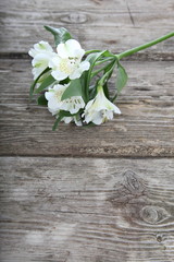 White alstroemeria