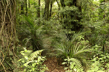 Fototapeta premium Jungle