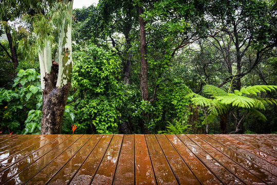 Fototapeta Timber Floor and Jungle