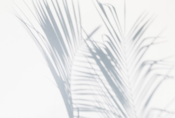 shadow of palm leaves