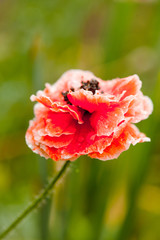 blooming red poppy flower