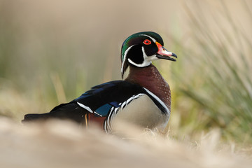 The wood duck or Carolina duck (Aix sponsa)