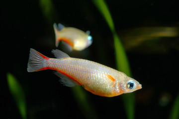 Naklejka premium Ricefish