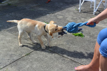 Labrador Puppy