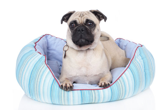 Mops im Bettchen isoliert