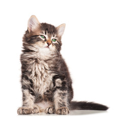 Fototapeta premium Fluffy kitten