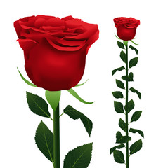 Vector photorealistic illustration of a red rose