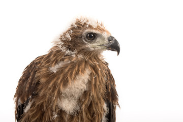 Young Brahminy Kite , Red-backed Sea-eagle