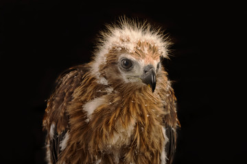 Young Brahminy Kite , Red-backed Sea-eagle