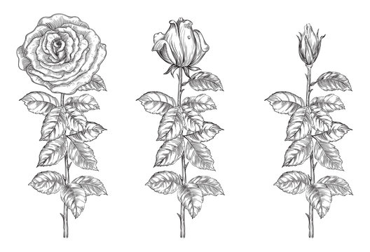 Vector roses from bud to full blossom at retro engraving style.