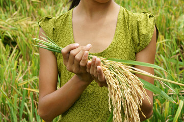 World food security, famine, Asia rice field