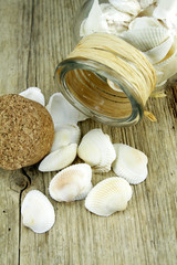 bocal de coquillages