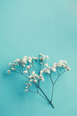 Gypsophila (Baby's-breath flowers)