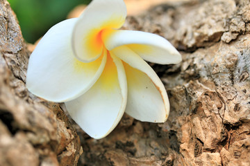 White frangipani flower on tree