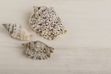 seashells on wooden surface