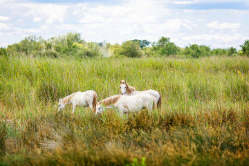Fototapeta premium wild white horse of the Camargue, France,