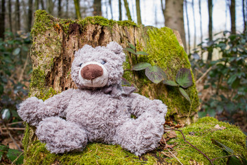 Teddybär im Wald