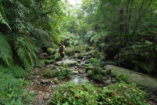 Man hiking through dense tropical rainforest and lush green jungle in Iriomote island, Okinawa, tropical Japan