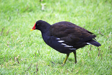 Common moorhen on the grass.