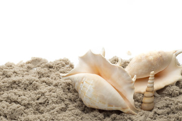 Scallop isolated on the white background.