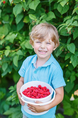 blond kid boy having fun with picking berries on raspberry farm