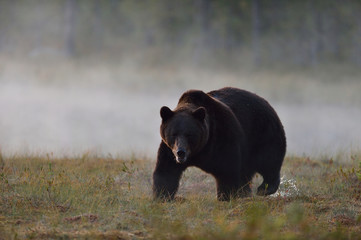 Fototapeta na wymiar Brown bear in the misty bog