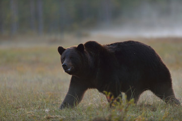 Male brown bear walking in the misty bog in the evening