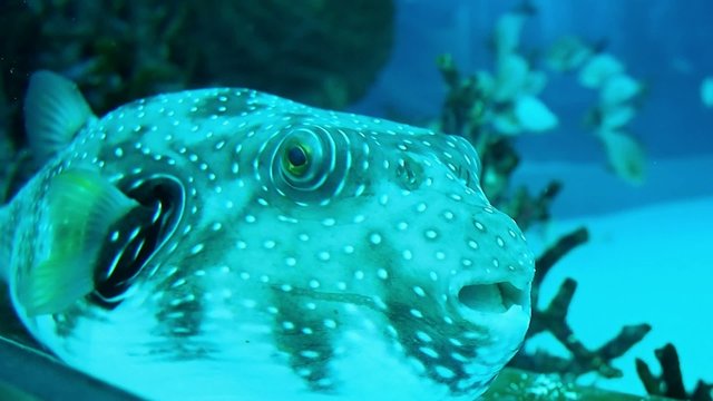 dotted pattern beautiful puffer fish in the tank