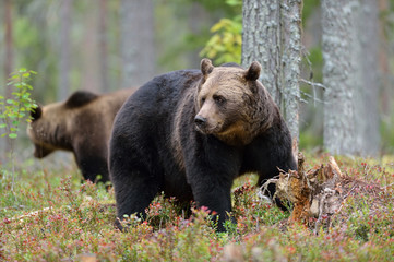 Fototapeta na wymiar Big male brown bear with other bear in the background