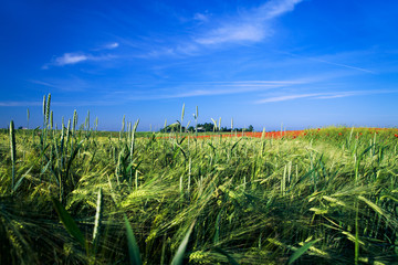 Fototapeta premium Beatiful morning green field with blue heaven