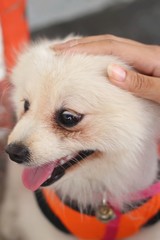 Pomeranian dog white lovely in the park.
