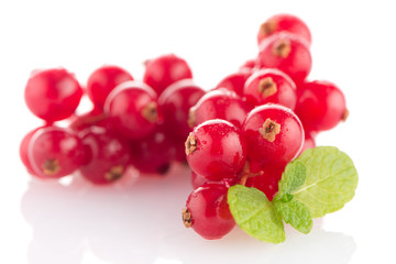 Red Currant