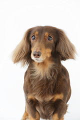 ミニチュアダックス