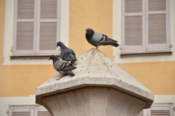 Obraz premium Bande de pigeons