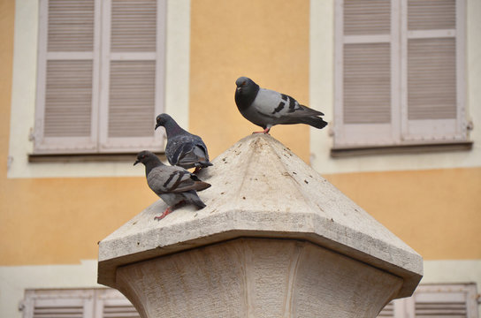 Bande de pigeons