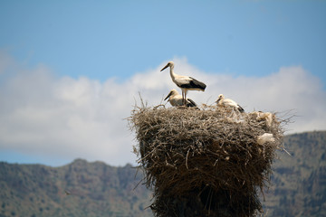Four storks in a big nest