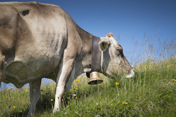 Kuh auf der Alm