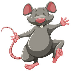 Gray rat