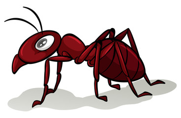 Red ant