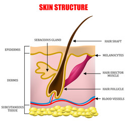 Skin structure