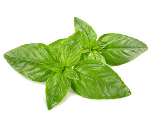 basil