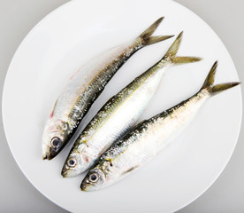 Fresh Sardines