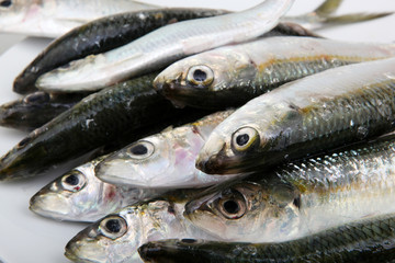 Fresh Sardines